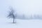 Lone tree in snow with broken branch at foggy morning
