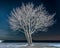 Lone Tree On Snowy Beach At Night