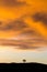 Lone tree standing on hill silhouette with dramatic sky sunset storm above