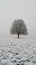 Lone Tree Standing in Snowy Field