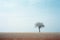 a lone tree stands alone in a barren field