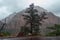 A lone tree stands along the road in Zion National PArk