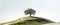 A lone tree stands atop a grassy hill with a winding path leading up to it under a clear sky, representing solitude and
