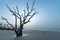 A Lone Tree Stands on Driftwood Beach on Edisto Island, South Carolina at Sunrise