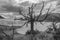 Lone tree stands on the edge of a peaceful lake, with rolling hills in the background in grayscale