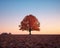 a lone tree stands in a field at sunset