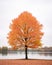 a lone tree stands in the middle of a lake