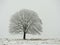 Lone tree stands in a snowy field