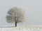 Lone tree stands in a snowy field