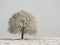 Lone tree stands in a snowy field