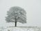 Lone tree stands in a snowy field