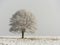 Lone tree stands in a snowy field