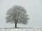 Lone tree stands in a snowy field