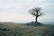 a lone tree stands on top of a rocky hill