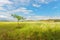 A lone tree in the steppes of Khakassia