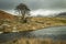 A lone tree and submerged fence by Llyn Dywarchen in the Snowdonia National Park.