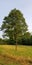 Lone tree in a sunlit meadow - North Georgia - McDaniel Farm in Duluth