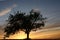 Lone tree at sunset