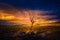 Lone Tree at Sunset Pyramid Lake