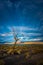 Lone Tree at Sunset Pyramid Lake