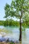 Lone tree on tiny grove of swamp cypress trees growing in Sukko lake water by Anapa, Russia. Scenic sunny summer blue sky