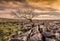 Lone tree at Twistleton Scar above the Ingleton waterfalls