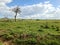 A lone tree in the typical savannah landscape in Kenya