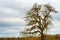 Lone tree under cloudy skies