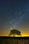 Lone Tree under the milkyway