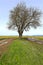 Lone Tree in Valley