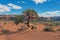 Lone Tree in a Vast Desert