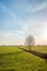 Lone tree in vast meadow