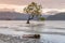 Lone tree in Wanaka water lake, New Zealand