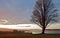 Lone Tree on a Waterfront Cliff