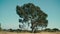 A lone tree waves in the wind, Oyster Bay Regional Shoreline Park