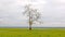 Lone Tree on a Wetland Marsh