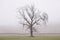 Lone tree in white winter fog scene for peace tranquility and mindfulness