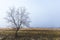 Lone Tree in Winter Landscape