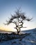 Lone Tree in a winter landscape - Roseberry Topping - North Yorkshire - UK