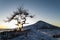 Lone Tree in a winter landscape - Roseberry Topping - North Yorkshire - UK