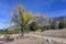 Lone tree with yellow leaves The Wildlands Conservancy Oak Glen Preserve in the foothills of the San Bernardino Mountains