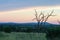 Lone trees against an arch in the sky in Africa