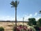 A lone tropical palm tree in the desert under the open sky on vacation, a tropical, southern, warm resort under the sun