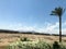 A lone tropical palm tree in the desert under the open sky on vacation, a tropical, southern, warm resort under the sun in Egypt