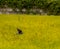 Lone turtle dove in flight above green field