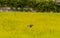 Lone turtle dove in flight above green field