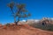 Lone, twisted pine tree and red rock mountains, Sedona, AZ