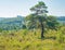 The lone twisty tree standing in Asdown Forest England