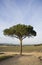 Lone umbrella pine in a vineyard