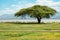 A lone Umbrella Thorn Acacia tree at the shores of Lake Jipe in Tsavo West National Park in Kenya